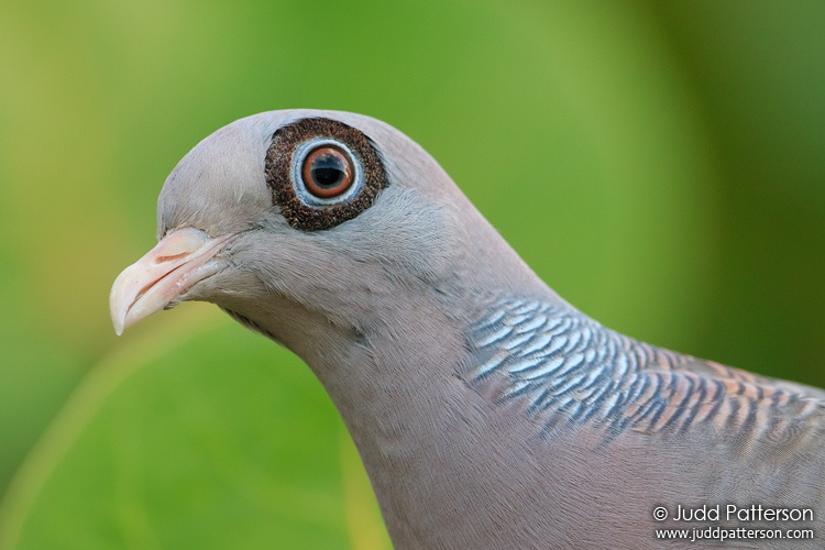 Bare-eyed Pigeon, Aruba